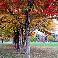 Autumn In Swirls
