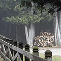 Foggy Mist
