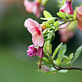 Summer Flowers