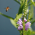 The Buzz