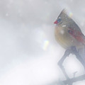 Fog
