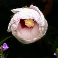 Hibiscus in bloom