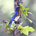 Male Bluebird