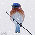 Winter Bluebird